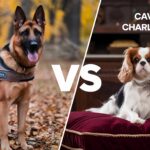 German Shepherd vs Cavalier King Charles Spaniel: Which Breed is Right for You?