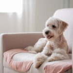 Dogs That Don’t Shed: The Perfect Pets for a Fur-Free Home