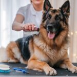 How to Groom a German Shepherd: A Hands-On Guide for Owners