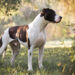 Dogo Argentino: The Gentle Giant of Argentina